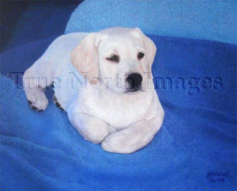 painting of white Labrado retriever puppy