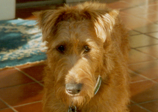 photo 2 Irish terrier