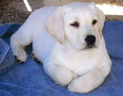 photo of white Labrador retriever puppy
