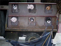 painting of Iditarod dog box - ready to run
