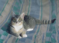 abyssinian kitten on a quilt painted pet cat portrait
